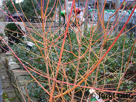 Cornus sanguinea 'Midwinter Fire', Roter Hartriegel 'Midwinter Fire'