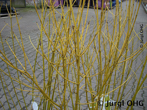 Cornus stolonifera 'Flaviramea', Gelbholz-Hartriegel 'Flaviramea'