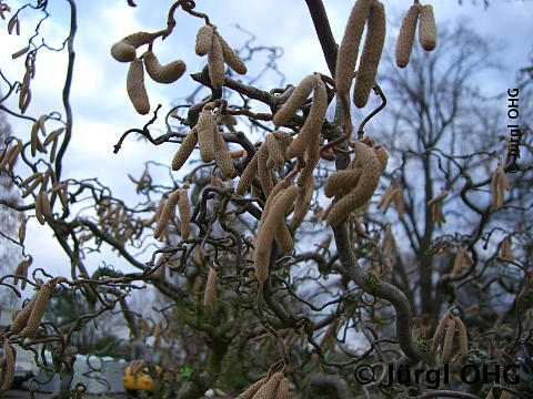 <tmpl_var article_image_description | HTML >