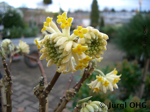 <tmpl_var article_image_description | HTML >