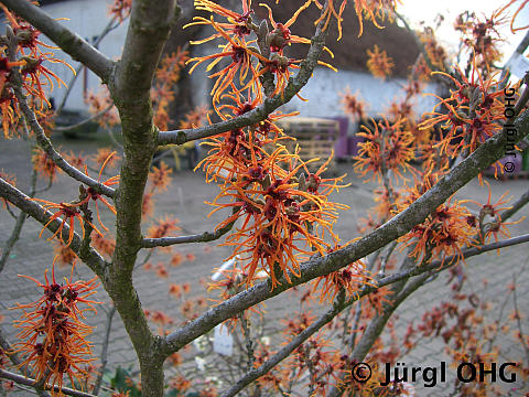 <tmpl_var article_image_description | HTML >