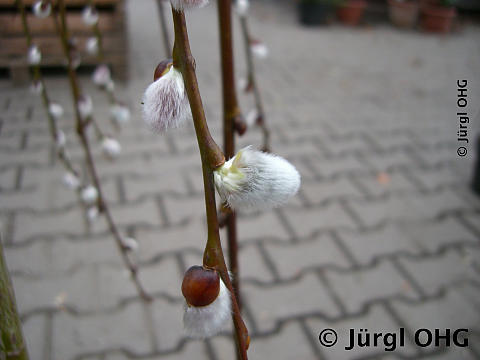 <tmpl_var article_image_description | HTML >