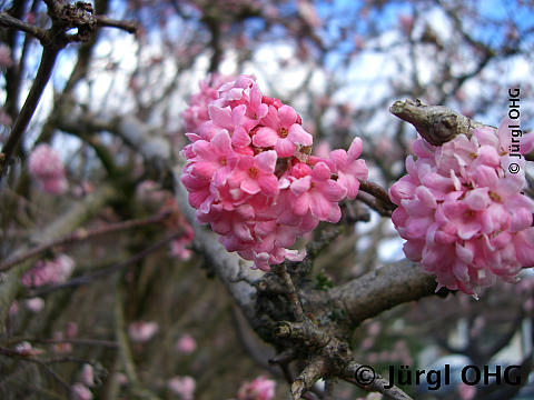 <tmpl_var article_image_description | HTML >