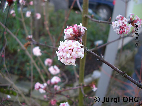 <tmpl_var article_image_description | HTML >