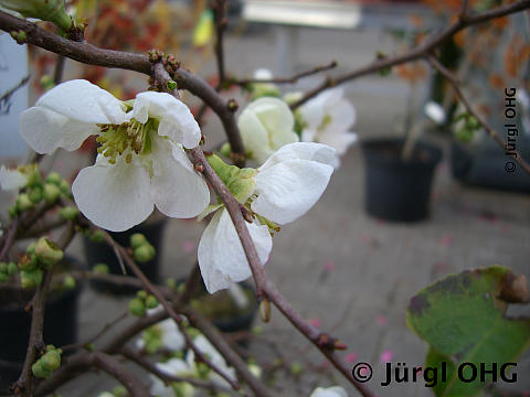 <tmpl_var article_image_description | HTML >