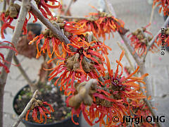 <tmpl_var article_image2_description | HTML >