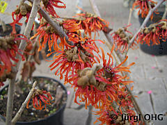 <tmpl_var article_image5_description | HTML >