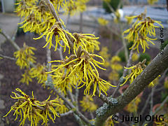 <tmpl_var article_image4_description | HTML >