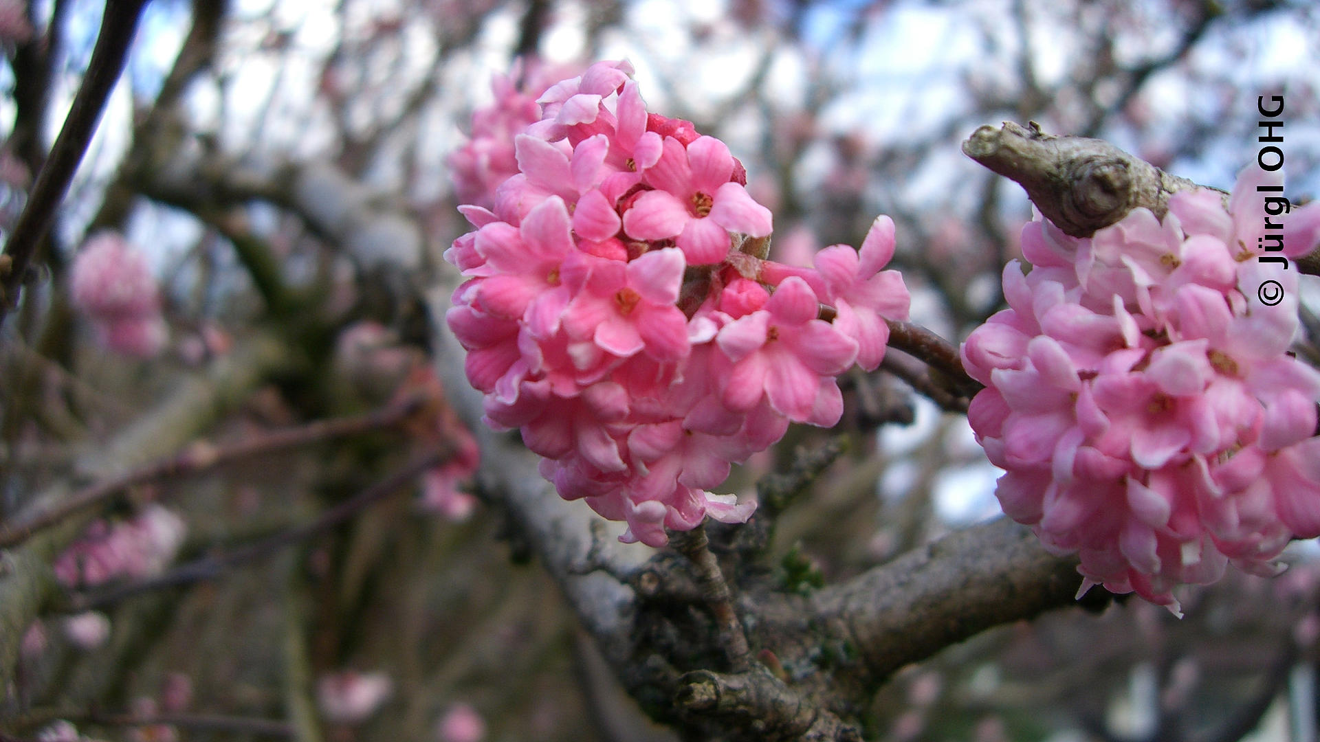 Bezeichnung Viburnum x bodnantense 'Dawn' DuftSchneeball