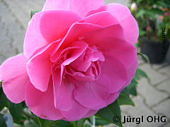 Camellia japonica 'Debbie', Kamelie 'Debbie'