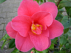 Camellia japonica 'Moshio', Kamelie 'Moshio'