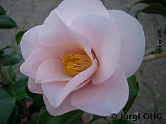 Camellia japonica 'Hagoromo', Kamelie 'Hagoromo'