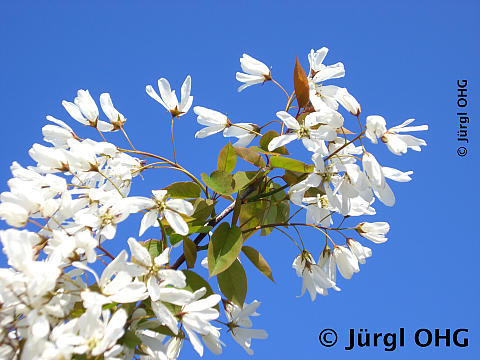 Amelanchier laevis 'Snow Cloud', Felsenbirne 'Snow Cloud'