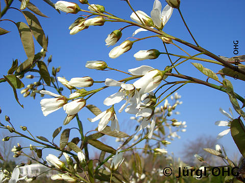 <tmpl_var article_image_description | HTML >