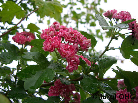 <tmpl_var article_image_description | HTML >