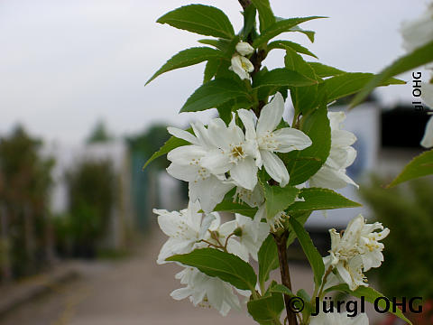 <tmpl_var article_image_description | HTML >