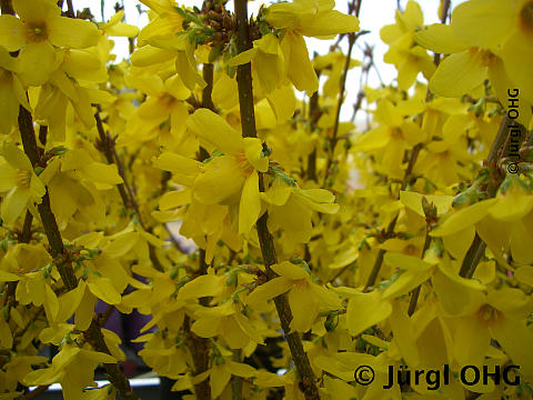 <tmpl_var article_image_description | HTML >