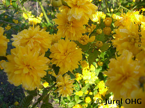 <tmpl_var article_image_description | HTML >