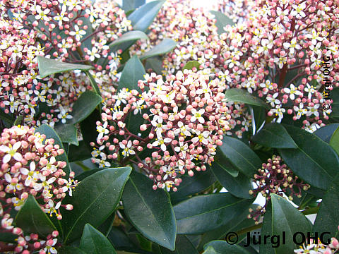 Skimmia japonica 'Rubella', Japanische Blütenskimmie 'Rubella'