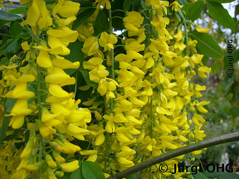 <tmpl_var article_image_description | HTML >