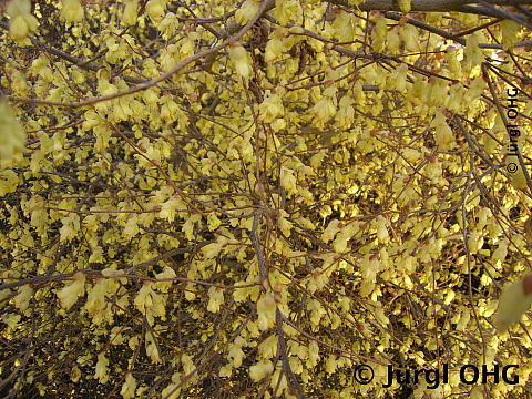 <tmpl_var article_image_description | HTML >