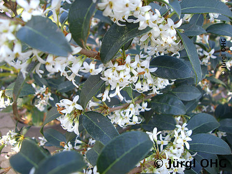 Osmanthus burkwoodii, Frühlingsduftblüte
