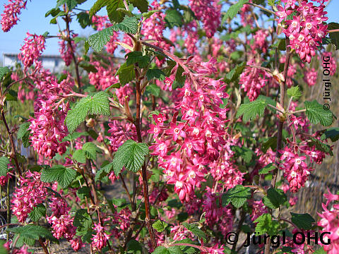 <tmpl_var article_image_description | HTML >