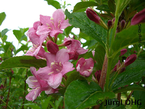 <tmpl_var article_image_description | HTML >