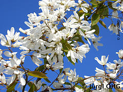 <tmpl_var article_image3_description | HTML >