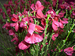 <tmpl_var article_image3_description | HTML >