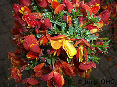 <tmpl_var article_image4_description | HTML >