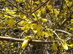 <tmpl_var article_image2_description | HTML >