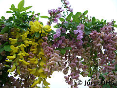 <tmpl_var article_image2_description | HTML >