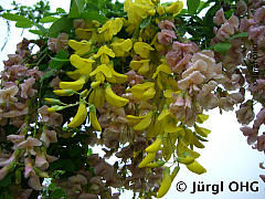 <tmpl_var article_image3_description | HTML >