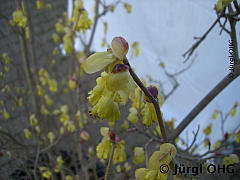 <tmpl_var article_image2_description | HTML >