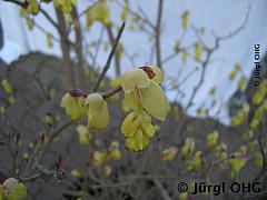 <tmpl_var article_image3_description | HTML >