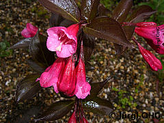 <tmpl_var article_image3_description | HTML >