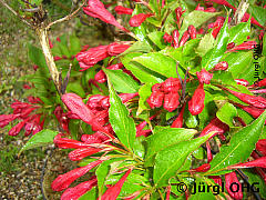 <tmpl_var article_image5_description | HTML >