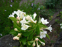 <tmpl_var article_image4_description | HTML >