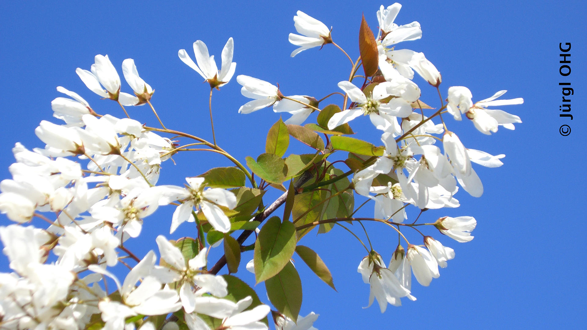 Amelanchier laevis 'Snow Cloud', Felsenbirne 'Snow Cloud'