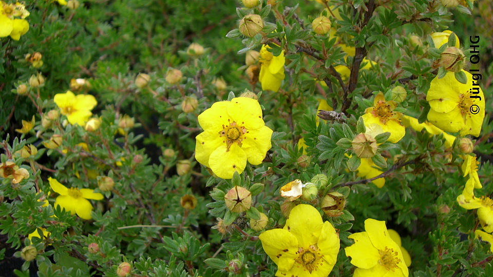 Potentilla fruticosa 'Kobold', Fingerstrauch 'Kobold'