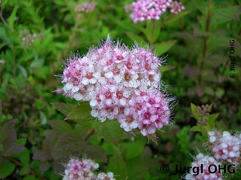 Spiraea japonica 'Little Princess', Rosa Zwergspiere 'Little Princess'