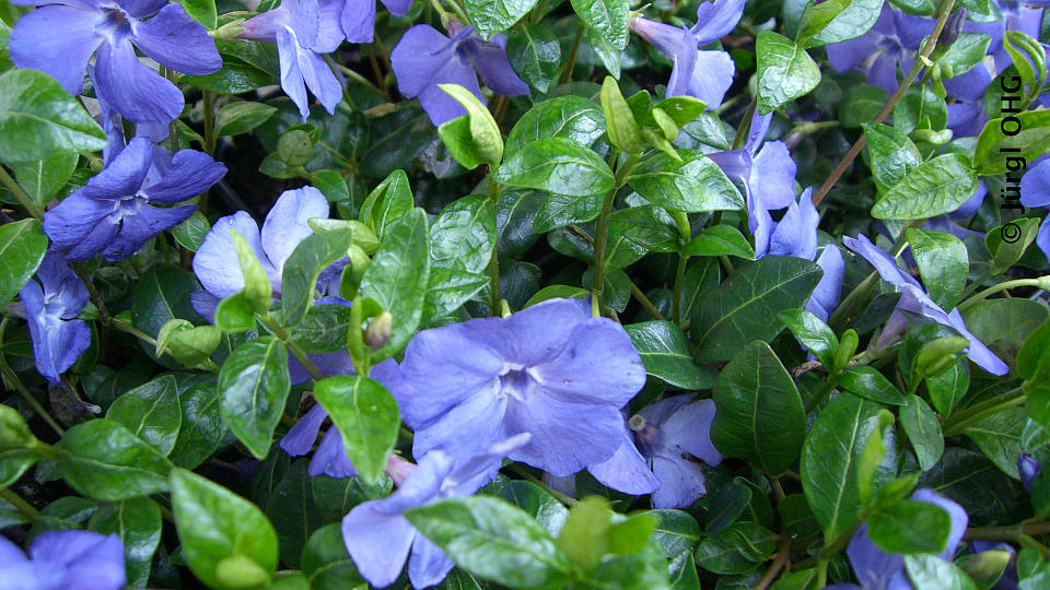 Vinca minor 'Bowles Variety', Kleinblättriges Immergrün 'Bowles Variety'