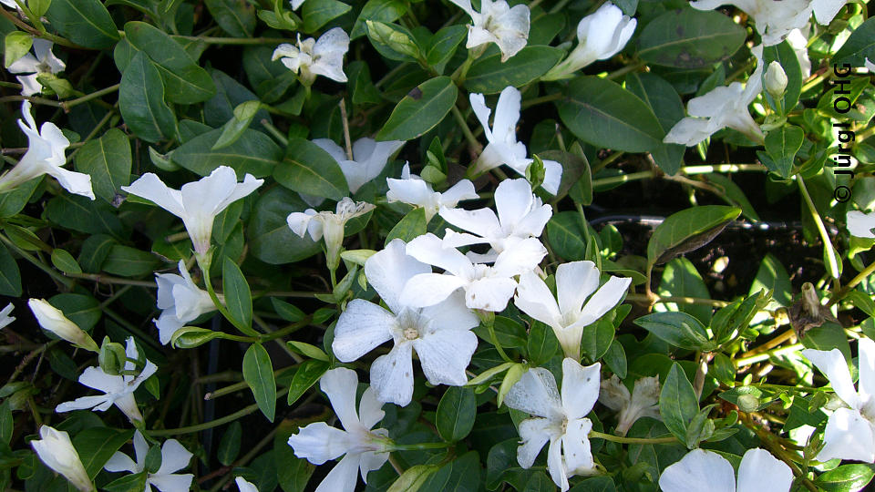 Vinca minor 'Alba', Weißes Immergrün 'Alba'