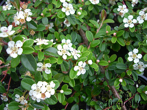 Cotoneaster dammeri 'Jürgl', Kriechmispel 'Jürgl'