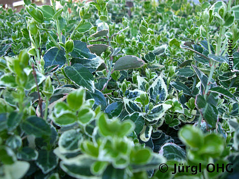 Euonymus fortunei 'Emerald Gaiety', Kletterspindelstrauch 'Emerald Gaiety'