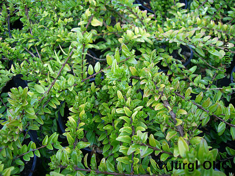 Lonicera nitida 'Maigrün', Heckenmyrthe 'Maigrün'