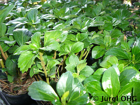 Pachysandra terminalis, Dickmännchen