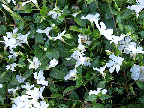 Vinca minor 'Alba', Weißes Immergrün 'Alba'