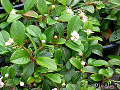 Cotoneaster dammeri varietas 'Radicans', Teppich-Kriechmispel 'Radicans'